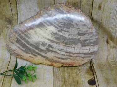PETRIFIED WOOD SLAB ROCK STONE LAPIDARY SPECIMEN