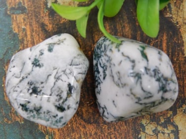 TREE AGATE ROCK STONE LAPIDARY SPECIMEN