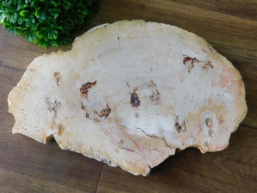 PETRIFIED WOOD SLAB ROCK STONE LAPIDARY SPECIMEN