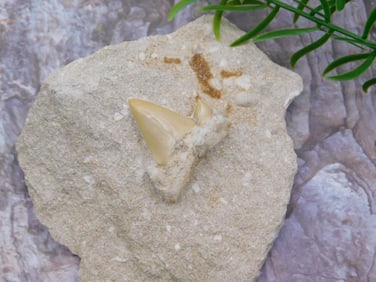 SHARK TOOTH IN MATRIX ROCK STONE LAPIDARY SPECIMEN