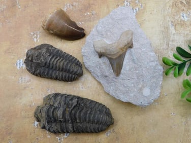 MIXED FOSSIL LOT ROCK STONE LAPIDARY SPECIMEN