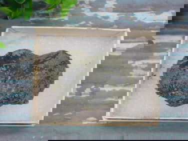 BRACHIOPOD ROCK STONE LAPIDARY SPECIMEN