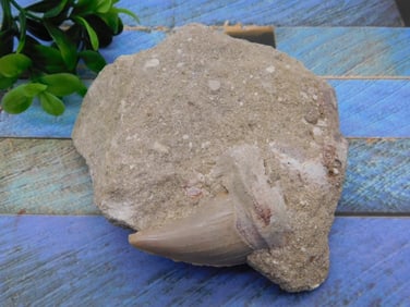 SHARK TOOTH IN MATRIX ROCK STONE LAPIDARY SPECIMEN