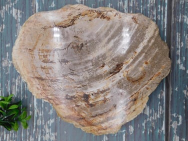 PETRIFIED WOOD SLAB ROCK STONE LAPIDARY SPECIMEN