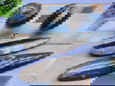 ORTHOCERAS LOT ROCK STONE LAPIDARY SPECIMEN