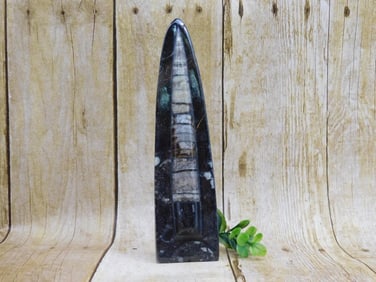 ORTHOCERAS DISPLAY ROCK STONE LAPIDARY SPECIMEN