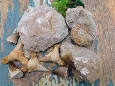 MIXED FOSSIL LOT ROCK STONE LAPIDARY SPECIMEN