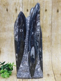 ORTHOCERAS SCULPTURE ROCK STONE LAPIDARY SPECIMEN