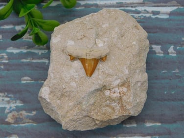 SHARK TOOTH IN MATRIX ROCK STONE LAPIDARY SPECIMEN