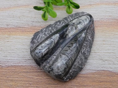 ORTHOCERAS ROCK STONE LAPIDARY SPECIMEN