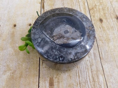 ORTHOCERAS TRINKET BOX ROCK STONE LAPIDARY SPECIMEN