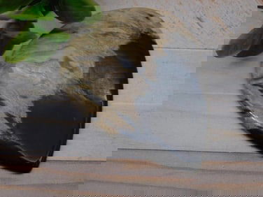 PETRIFIED PALM WOOD CABOCHON ROCK STONE LAPIDARY SPECIMEN