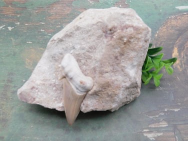 SHARK TOOTH IN MATRIX ROCK STONE LAPIDARY SPECIMEN