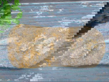 ENCHODUS FOSSIL ROCK STONE LAPIDARY SPECIMEN