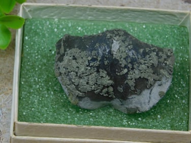 BRACHIOPOD ROCK STONE LAPIDARY SPECIMEN