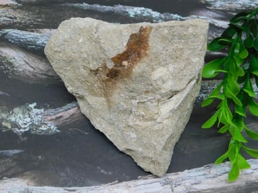 SHARK TOOTH IN MATRIX ROCK STONE LAPIDARY SPECIMEN