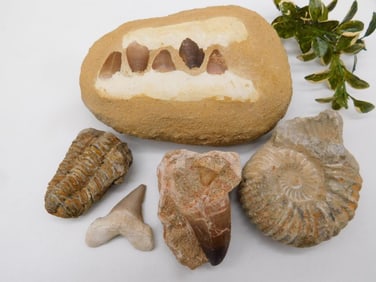 MIXED FOSSIL LOT ROCK STONE LAPIDARY SPECIMEN