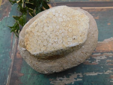 ENCHODUS FOSSIL ROCK STONE LAPIDARY SPECIMEN