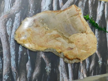 PETRIFIED WOOD SLAB ROCK STONE LAPIDARY SPECIMEN
