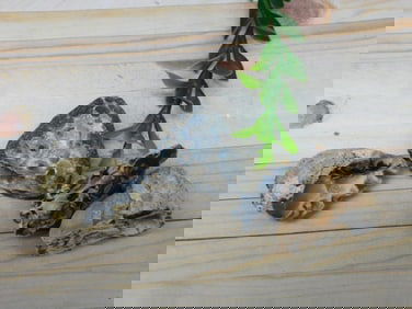 OCO GEODES ROCK STONE LAPIDARY SPECIMEN