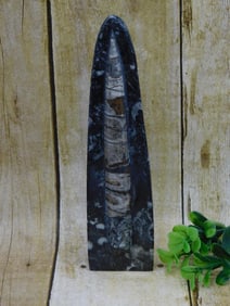 ORTHOCERAS ROCK STONE LAPIDARY SPECIMEN