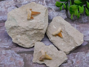 SHARK TEETH IN MATRIX ROCK STONE LAPIDARY SPECIMEN