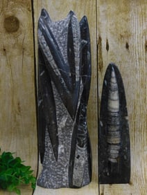 ORTHOCERAS ROCK STONE LAPIDARY SPECIMEN