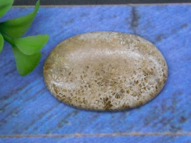FOSSILIZED CORAL CABOCHON ROCK STONE LAPIDARY SPECIMEN