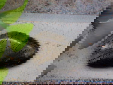 TOURMALATED QUARTZ ROCK STONE LAPIDARY SPECIMEN