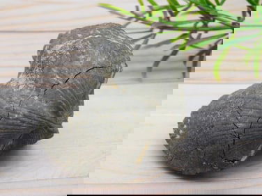 BRACHIOPOD ROCK STONE LAPIDARY SPECIMEN