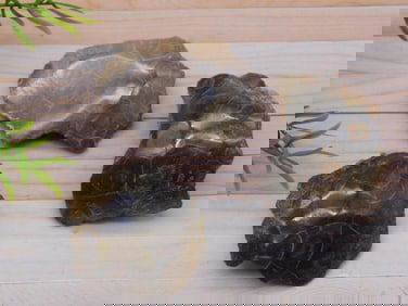 PETOSKEY FOSSILIZED CORAL ROCK STONE LAPIDARY SPECIMEN