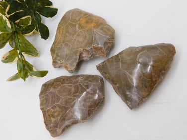 PETOSKEY FOSSILIZED CORAL ROCK STONE LAPIDARY SPECIMEN