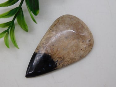 PETRIFIED PALM WOOD CABOCHON ROCK STONE LAPIDARY SPECIMEN