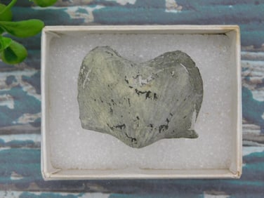 BRACHIOPOD ROCK STONE LAPIDARY SPECIMEN