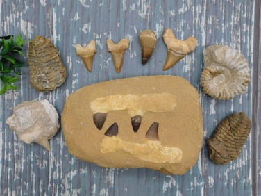 MIXED FOSSIL LOT ROCK STONE LAPIDARY SPECIMEN