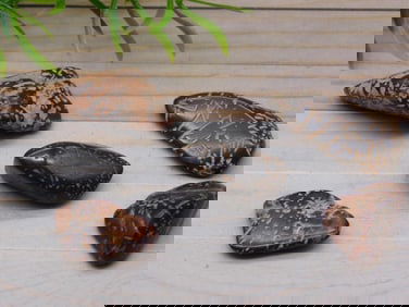 STARBURST JASPER ROCK STONE LAPIDARY SPECIMEN