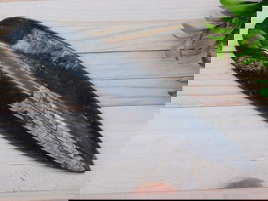 ORTHOCERAS ROCK STONE LAPIDARY SPECIMEN