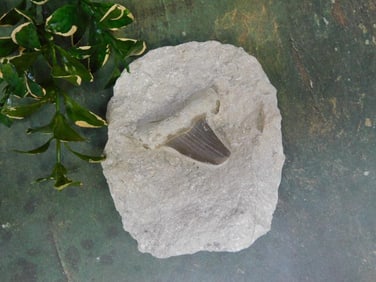 SHARK TOOTH IN MATRIX ROCK STONE LAPIDARY SPECIMEN