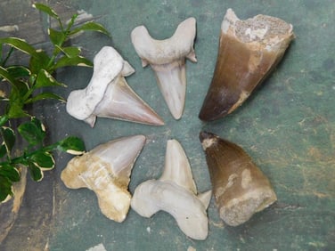 SHARK AND DINO TEETH ROCK STONE LAPIDARY SPECIMEN