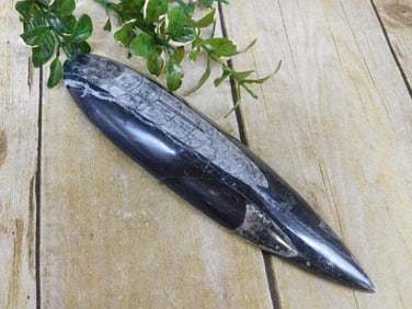 ORTHOCERAS ROCK STONE LAPIDARY SPECIMEN