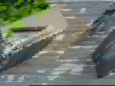 NATURAL FORMATION PYRITE CUBE ROCK STONE LAPIDARY SPECIMEN