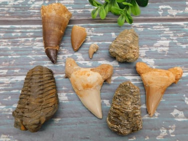 MIXED FOSSIL LOT ROCK STONE LAPIDARY SPECIMEN