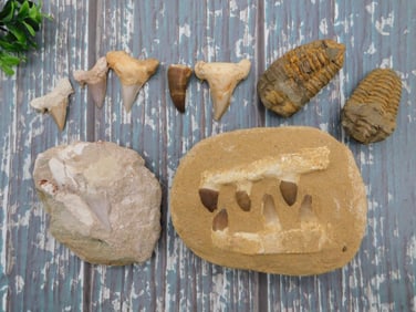 MIXED FOSSIL LOT ROCK STONE LAPIDARY SPECIMEN