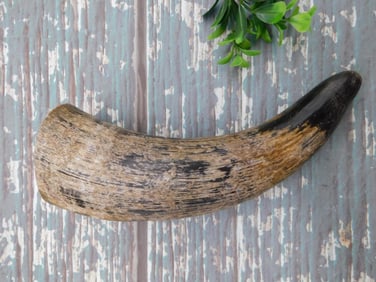 DRINKING HORN ROCK STONE LAPIDARY SPECIMEN