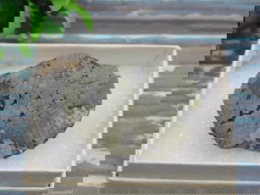 BRACHIOPOD ROCK STONE LAPIDARY SPECIMEN