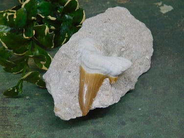 SHARK TOOTH IN MATRIX ROCK STONE LAPIDARY SPECIMEN