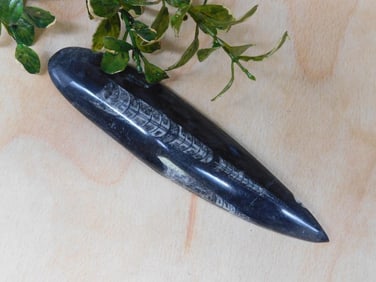 ORTHOCERAS ROCK STONE LAPIDARY SPECIMEN