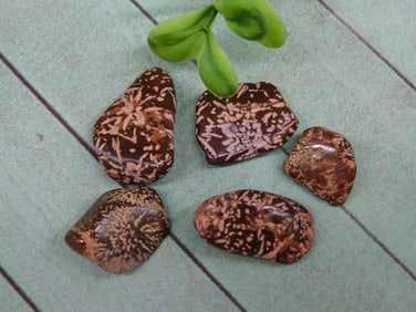 STARBURST JASPER ROCK STONE LAPIDARY SPECIMEN