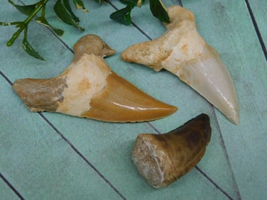 MIXED TEETH LOT ROCK STONE LAPIDARY SPECIMEN