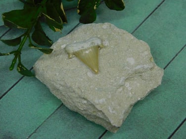 SHARK TOOTH IN MATRIX ROCK STONE LAPIDARY SPECIMEN